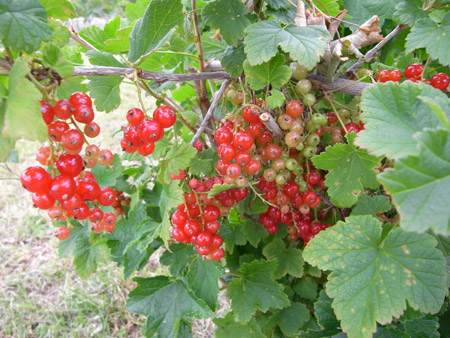 currants