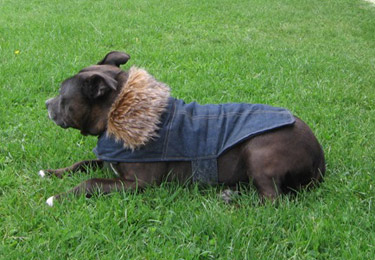 Fire's Fall Fashions