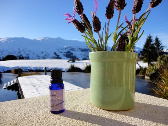 Lavender in the snow