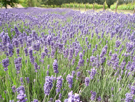 lavender
