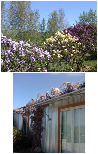 Lilacs