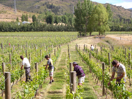 tending grapes